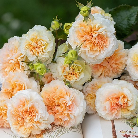 Роза флорибунда Веимэнг